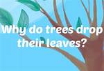 Why Do Leaves Drop?