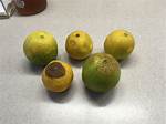Why Do Lemons Turn Orange