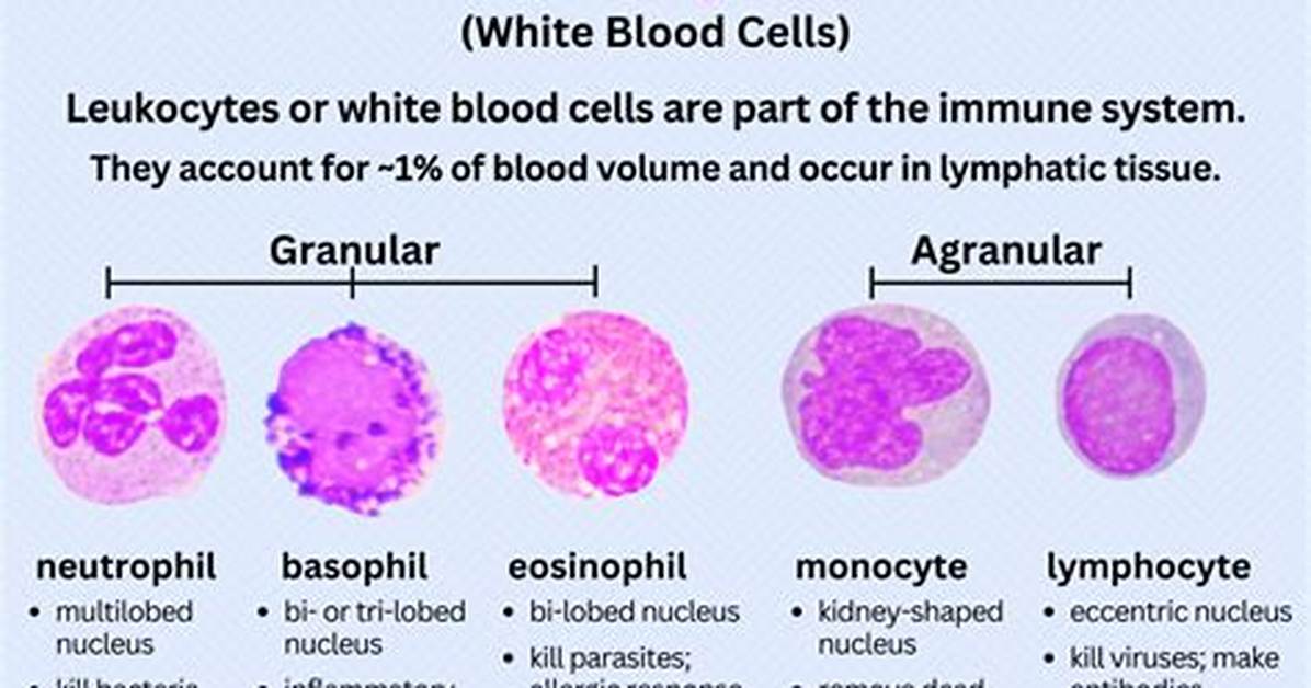 Why Do Leukocytes Increase?