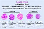 Why Do Leukocytes Increase?