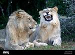 Why Do Lions Grimace?