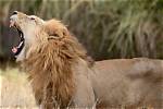 Why Do Lions Roar