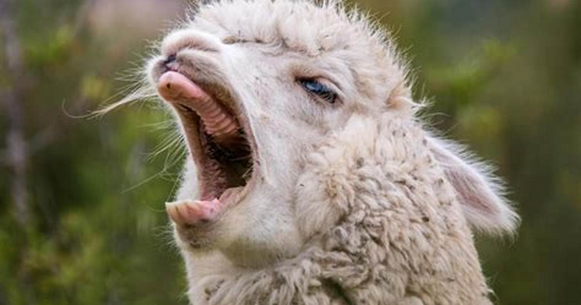 Why Do Llamas Spit