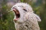 Why Do Llamas Spit