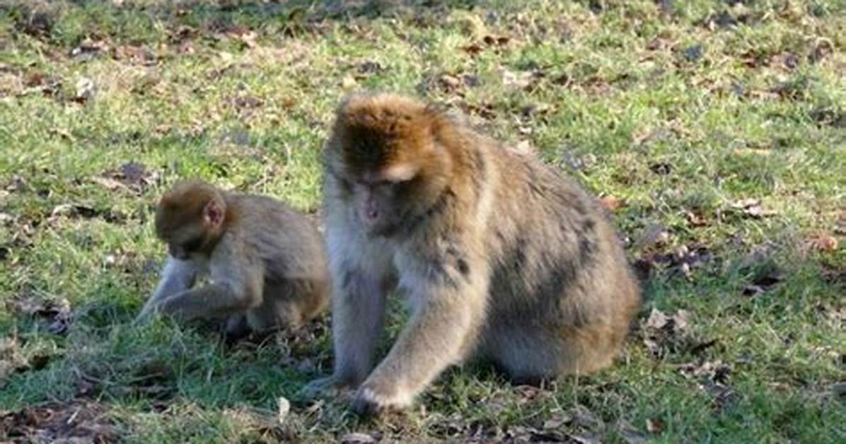 Why Do Macaques Bite Their Babies?