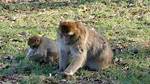 Why Do Macaques Bite Their Babies?