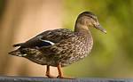 Why Do Mallards Have Curls?