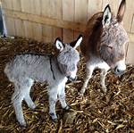 Why Do Mini Donkeys Bray