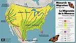 Why Do Monarchs Migrate?