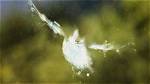 Why Do Mudlarks Fly into Windows?
