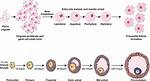 Why Do Oocytes Die?