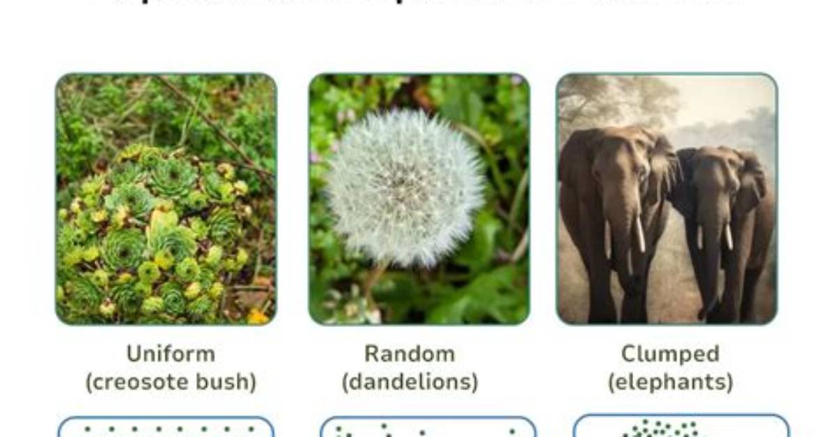 Why Do Organisms Overpopulate?