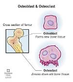 Why Do Osteoclasts Dissolve Bone?