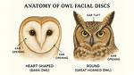 Why Do Owls Click Their Beaks