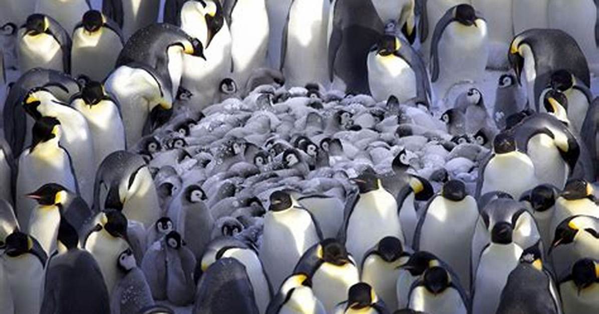 Why Do Penguins Huddle