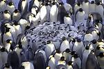 Why Do Penguins Huddle