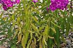Why Do Phlox Wilt?