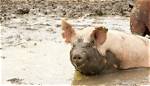 Why Do Pigs Wallowing?