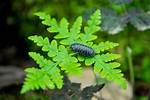 Why Do Pill Bugs Roll Up