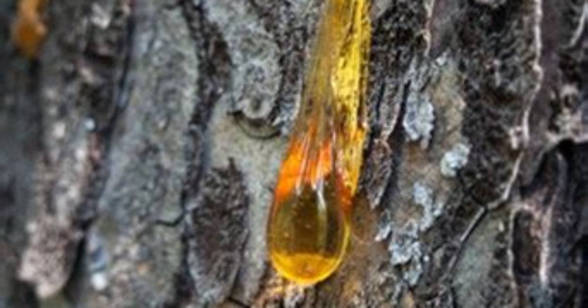 Why Do Pine Cones Drip Sap?