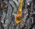 Why Do Pine Cones Drip Sap?