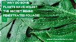 Why Do Plants Fenestrate?