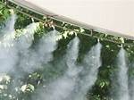 Why Do Plants Need Misting?