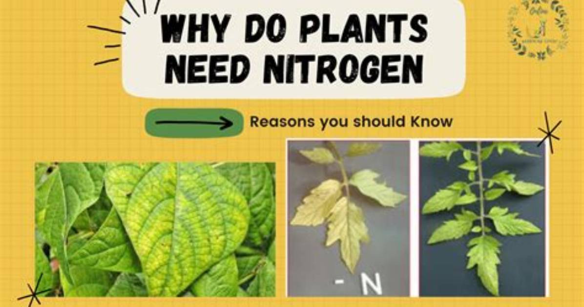 Why Do Plants Need Nitrogen?