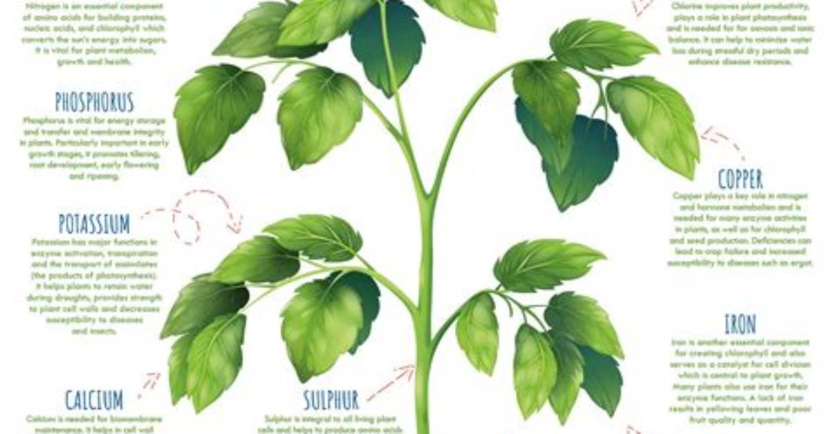 Why Do Plants Need Nutrients?