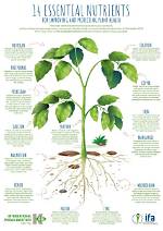 Why Do Plants Need Nutrients?