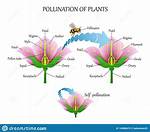 Why Do Plants Self Pollinate?