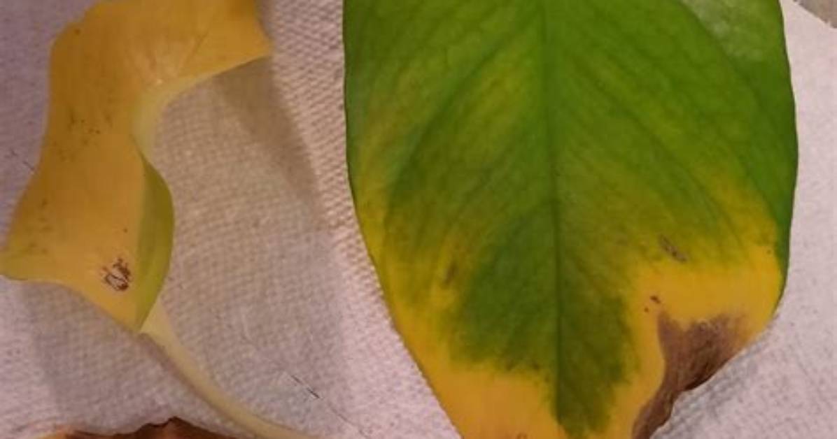 Why Do Pothos Tear