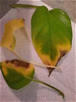 Why Do Pothos Tear
