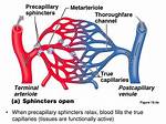 Why Do Precapillary Sphincters Close?