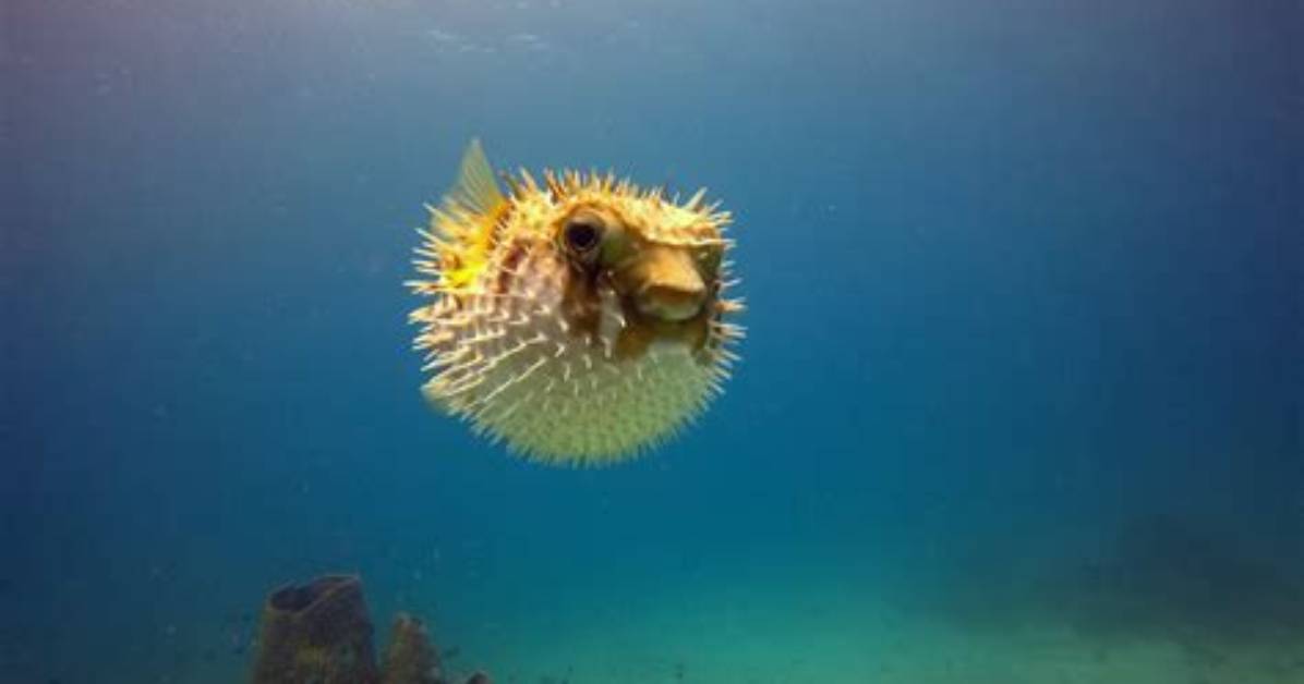 Why Do Puffer Fish Live?