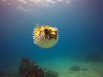 Why Do Puffer Fish Live?