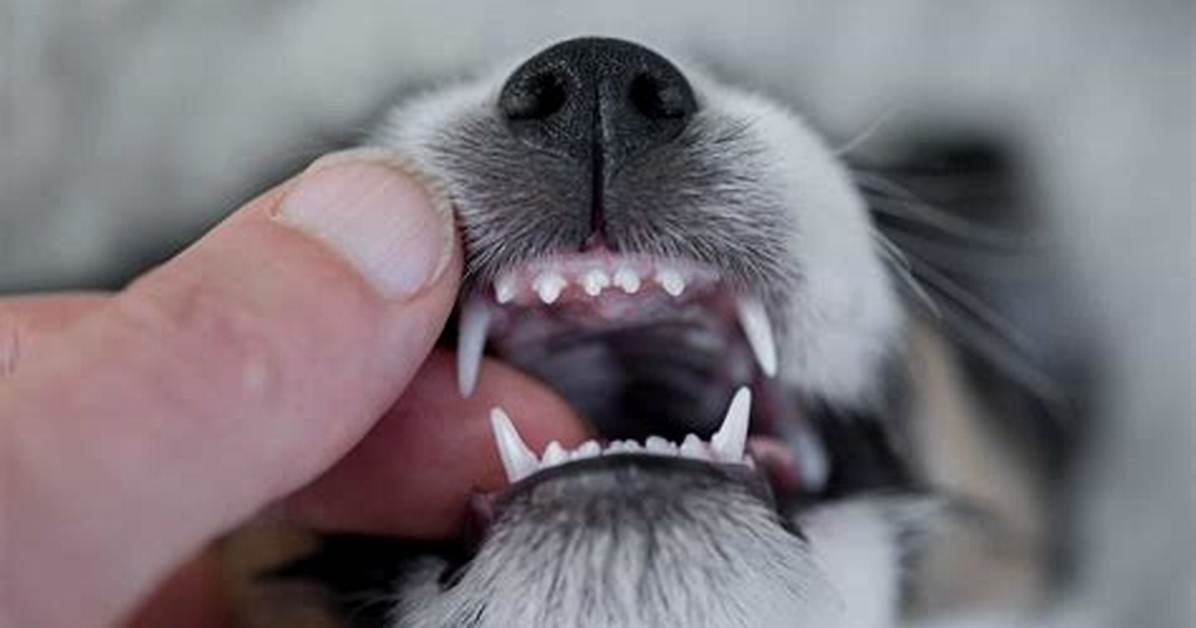 Why Do Puppies Bite?