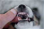 Why Do Puppies Bite?