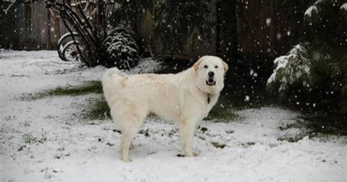 Why Do Pyrenees Bark?