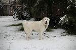 Why Do Pyrenees Bark?