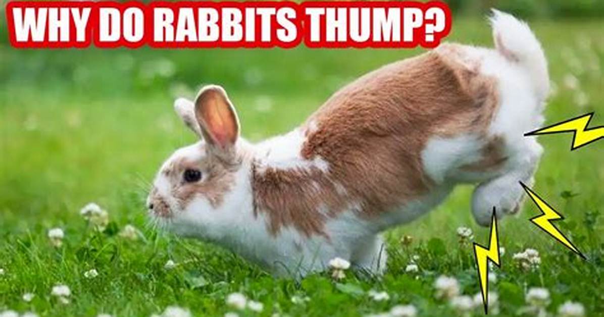 Why Do Rabbits Thump?