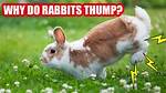 Why Do Rabbits Thump?
