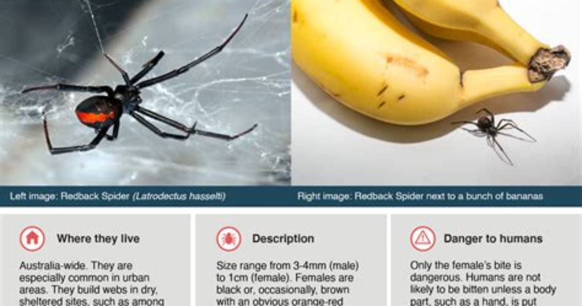 Why Do Redbacks Come Inside?