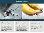 Why Do Redbacks Come Inside?