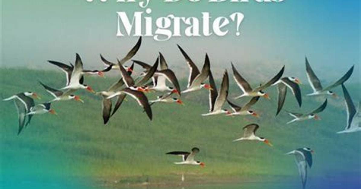 Why Do Redwings Migrate?