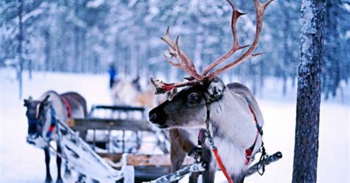 Why Do Reindeer Fly? | Contextresponse. Com