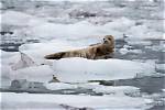 Why Do Seals Need Ice?
