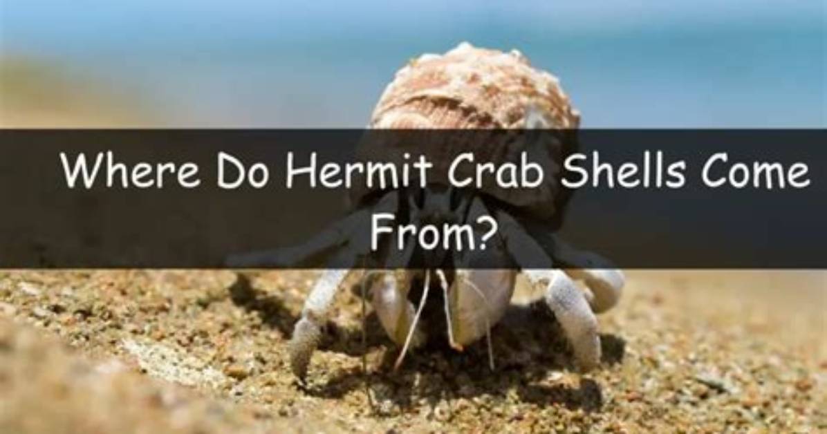 Why Do Shells Call Fork()?