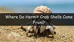 Why Do Shells Call Fork()?