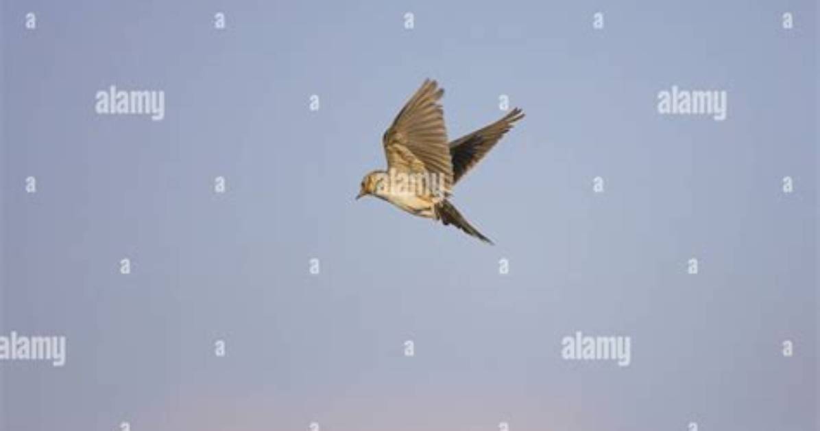 Why Do Skylarks Hover and Sing?